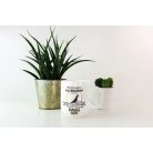 Minden ember egyenlőnek születik, de csak a legjobbak lesznek papagáj bögre